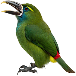 Yellow-browed Toucanet